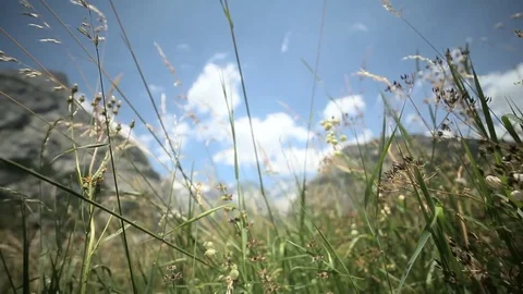 Flowering Alpine grass swaying in the background of Mont Blanc. Stock Footage 77686495