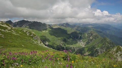 Flowering Alpine herbs in spring Stock-Footage 89502208