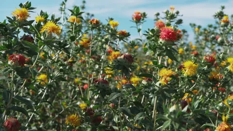 The flowering of American saffron Stock Footage 232393418