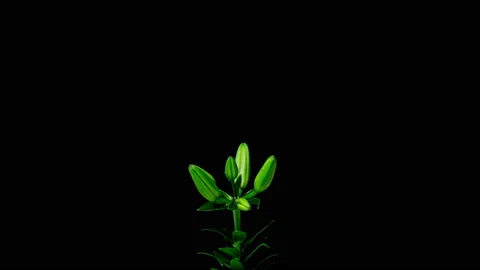 Flowering and partial withering of a yellow lily, time lapse on a black Stock Footage 201075479