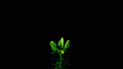 Flowering and partial withering of a yellow lily, time lapse on a black Stock Footage 201775567