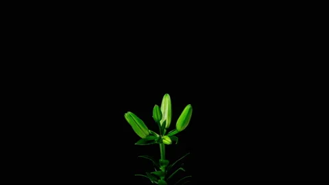 Flowering and partial withering of a yellow lily, time lapse on a black Stock Footage 202002385