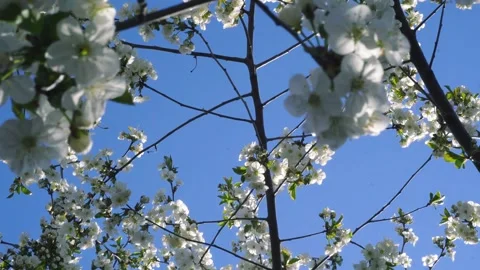 Flowering and pollination Video stock 334050625