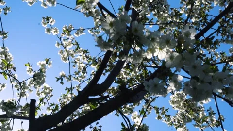 Flowering and pollination Stock Footage 334050626