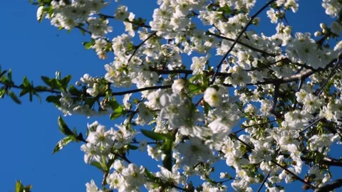 Flowering and pollination Video stock 334050633