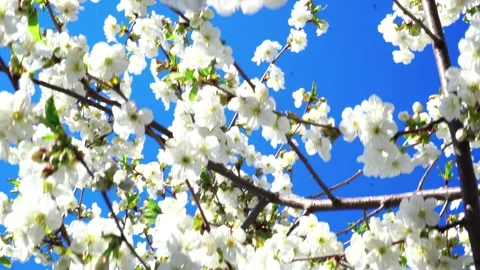 Flowering and pollination Stock Footage 334050634