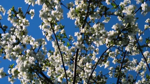 Flowering and pollination Stock Footage 334050683