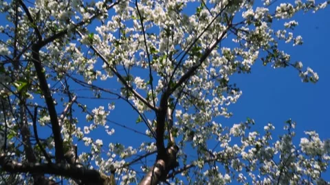 Flowering and pollination Stock-Footage 334050730