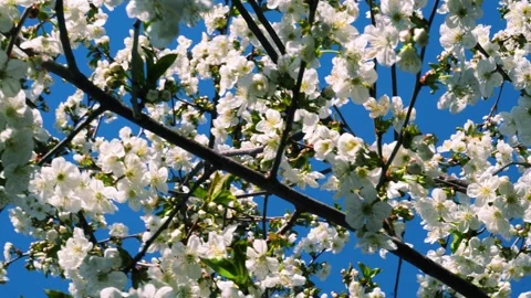 Flowering and pollination Stock Footage 334050731
