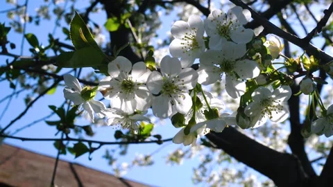 Flowering and pollination Stock Footage 334051393