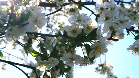 Flowering and pollination Stock-Footage 334051402