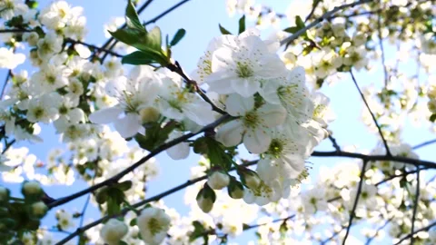 Flowering and pollination Stock-Footage 334051407