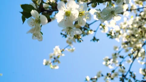 Flowering and pollination 스톡 동영상 334051445