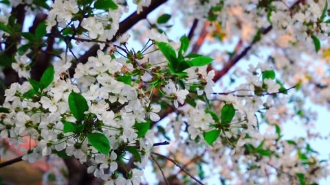 Flowering and pollination Stock-Footage 335208009