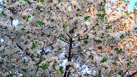 Flowering and pollination Stock Footage 335208047