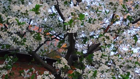 Flowering and pollination Stock Footage 335208094