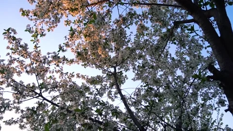 Flowering and pollination Stock Footage 335208108