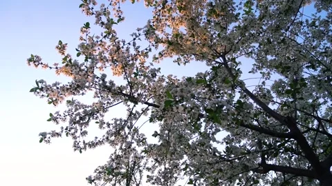 Flowering and pollination Stock Footage 335208154