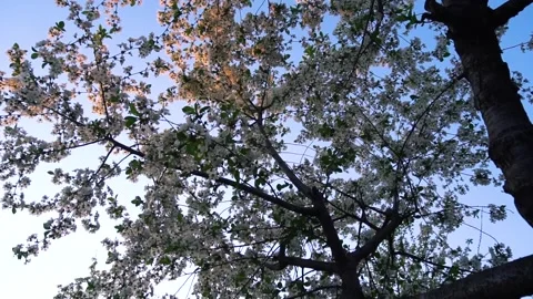 Flowering and pollination Stock Footage 335208156