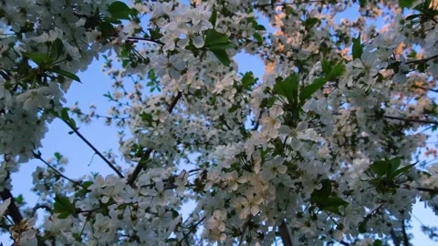 Flowering and pollination Stock Footage 335208202