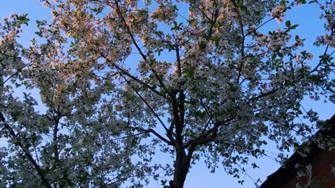 Flowering and pollination Stock Footage 335208232