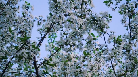 Flowering and pollination Video stock 335208346