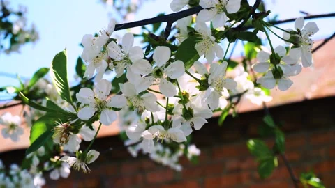 Flowering and pollination Stock Footage 335208388