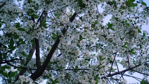 Flowering and pollination Video stock 335208450