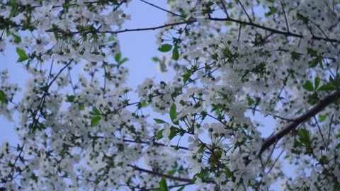 Flowering and pollination Video stock 335208731