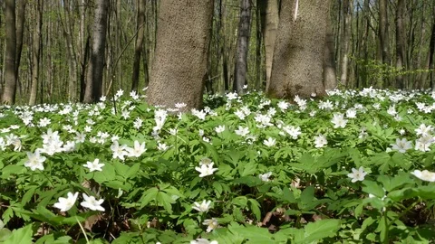 Flowering anemones in the forest. Beginning of spring. Stock Footage 75390270
