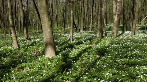 Flowering anemones in the forest. Beginning of spring. Horizontal panning. Stock Footage 75390310