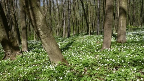 Flowering anemones in the forest. Beginning of spring. Horizontal panning. Stock Footage 75390477