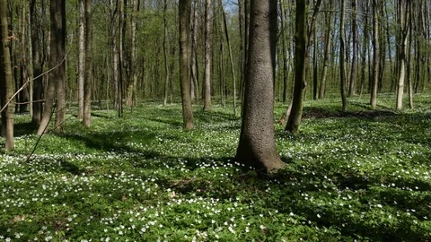 Flowering anemones in the forest. Stock Footage 75390066