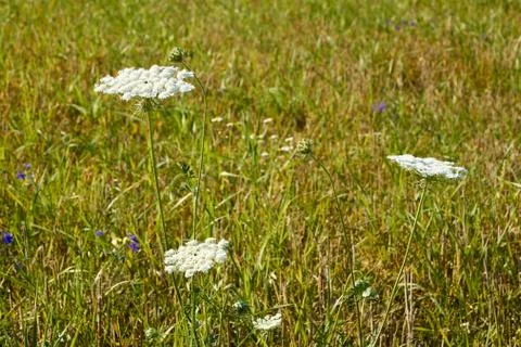 Flowering apiaceae plants Stock Photos