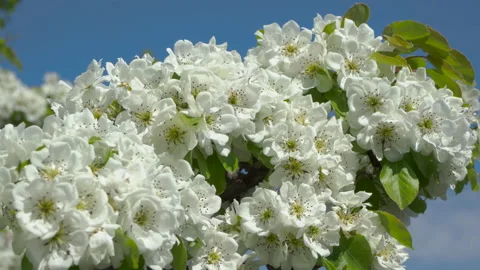 Flowering apple branches Stock Footage 147929102