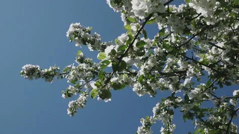 Flowering apple branches in spring Stock Footage 154938739