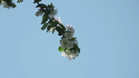 Flowering apple branches in spring Stock Footage 154938740