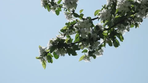 Flowering apple branches in spring Stock Footage 154938741