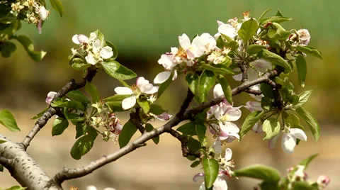 Flowering Apple Stock Footage 37766636