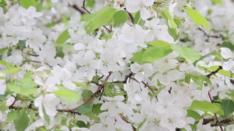 Flowering apple Stock Footage 221501064