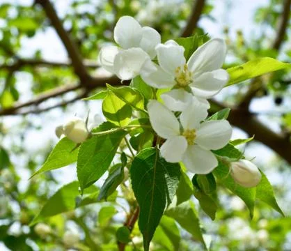 Flowering apple Stock Photos