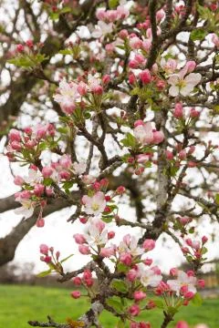 Flowering Apple Stock Photos