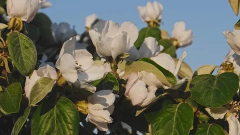 Flowering of the apple quince tree in spring against the blue sky Stock Footage 131524711