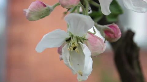 Flowering Apple Tree 1 Stock-Footage 49996236