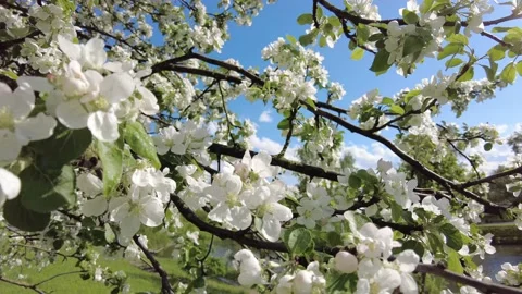 Flowering apple tree. apple-tree flowers close-up Stock Footage 155648192