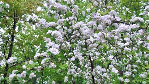Flowering apple tree, beautiful day Stock Footage 130378260