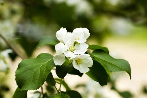 Flowering apple tree branch Stock Photos