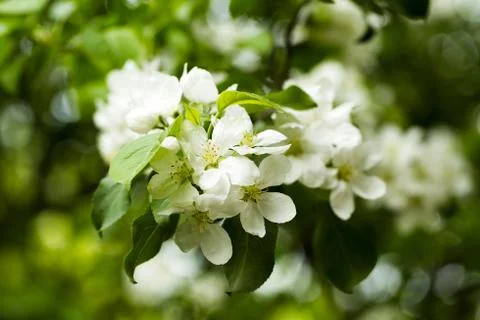 Flowering apple tree branch Stock Photos