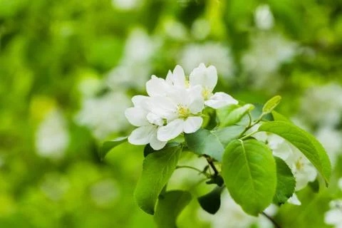 Flowering apple tree branch Stock Photos