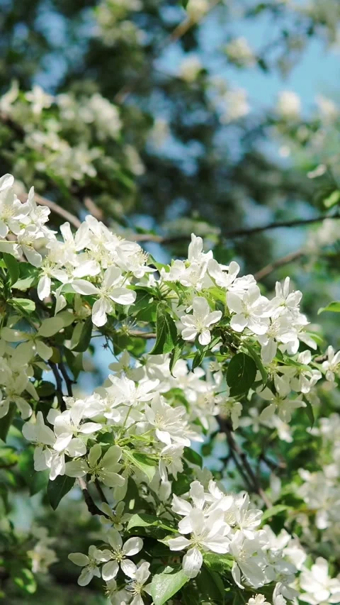 Flowering apple tree branch with white blossoms trembling softly in mild spring Stock Footage 346774395